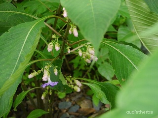 Strobilanthes callosus flower8.jpg
